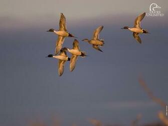 Undefined Waterfowl Wallpaper Adorable