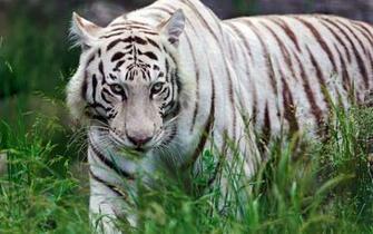 White Siberian Tiger Wallpaper