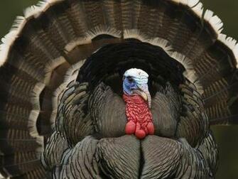 Wallpaper Wild Turkey Western Montana