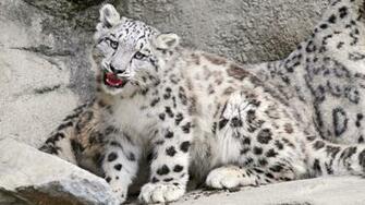 Snow Leopard HD Wallpaper Grasscloth