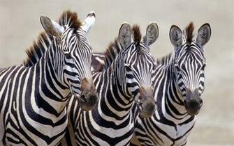 Africa Wildlife Wallpaper Desktop