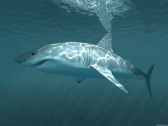 Tiger Shark Pictures And HD Wallpaper