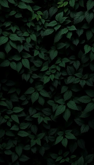 Best Dark Green Wallpaper