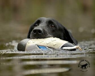 Wildrose Kennels Montly Retriever Wallpaper