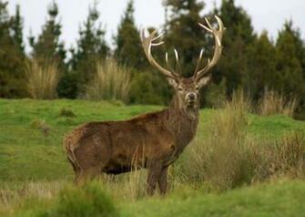 Wild Deer Pictures High Definition Wallpaper Cool Nature