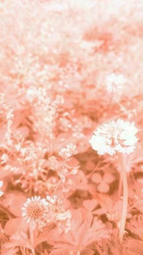 Field Wild White Clover Wallpaper Sc iPhone7plus