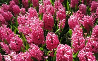 Hyacinth Wallpaper Flower