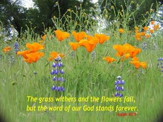 Bible Verse Hq Wallpaper Inspirational Verses