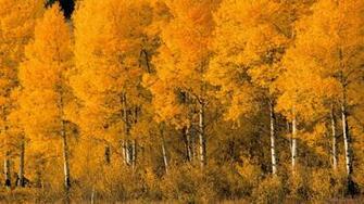 Aspen Trees Montana IwallHD Wallpaper HD