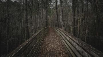 Matt Hatchett Dark Nature Moody Bridge Vibes Android