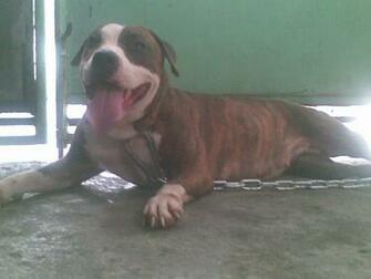 Wallpaper Pitbull Desktop Screensaver Puppy
