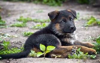 Wallpaper German Shepherd Dog Friend