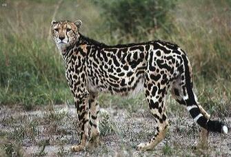 King Cheetahs Cheetah Photo