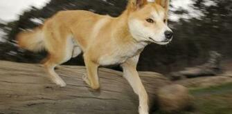 Dingo Image Dingoes HD Wallpaper And Background Photos