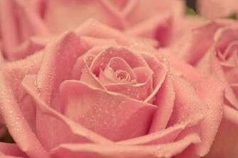 Pink Macro Photography Wallpaper