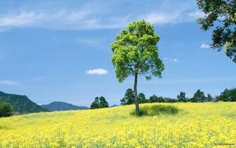 The Nature Outdoor Relaxation Wallpaper No