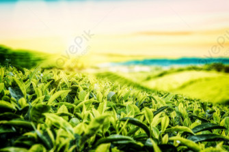 Tea Garden Background Image HD Picture For Vectors Wallpaper