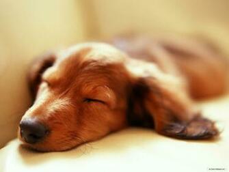 Wallpaper Animal Miniature Dachshund