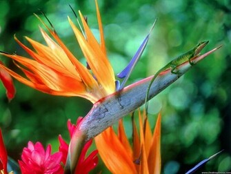 Bird Of Paradise And Friend