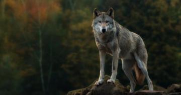 Gray Wolf Wallpaper Fsx52 HDq Cover For