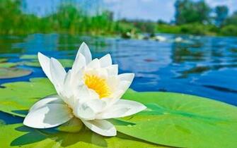 Water Lily Wallpaper