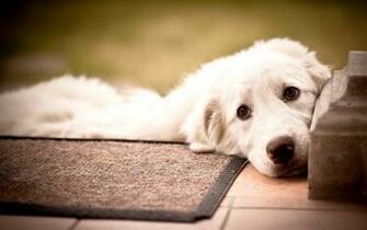 Pet Dogs Wallpaper