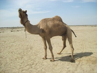 Camel Wallpaper