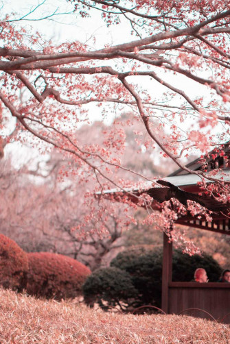 Desktop Sakura Wallpaper