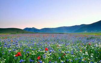 Summer Flowers Wallpaper Net