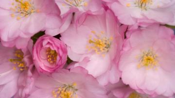 Wallpaper Wild Roses Flowers Pink Yellow