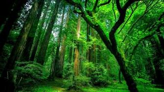 Genesis Nature Rainforests