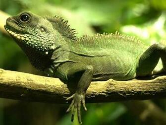 Colorful Large Iguana Desert Green Wallpaper
