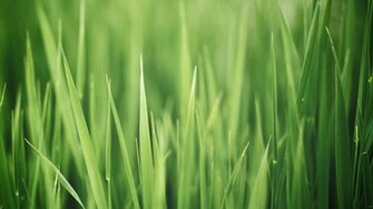 Apple Grass iPad Wallpaper