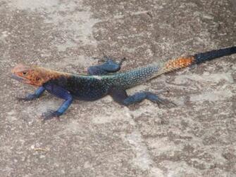 Lizard Wallpaper Image And Animals Pictures