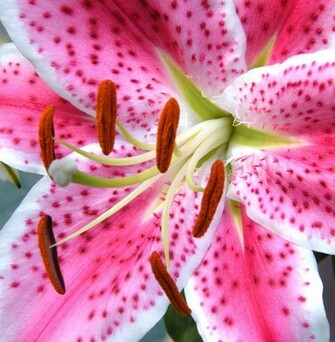 Stargazer Lily Wallpaper