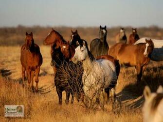 Ranch Horse Desktop Wallpaper