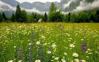 Walk Through Summer Fields Wallpaper