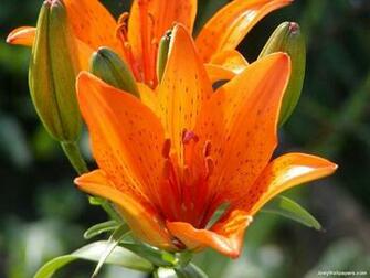 Flowers Wallpaper Orange