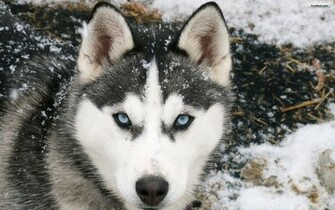 Siberian Husky Wallpaper