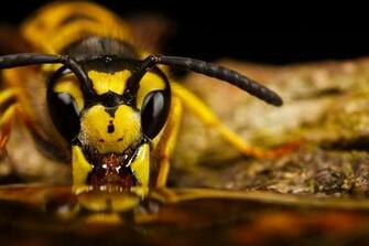 Macro Photography Wallpaper