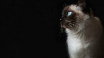 Grumpy Cat HD Wallpaper Black Background