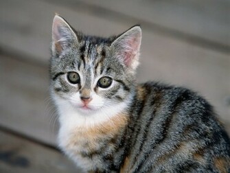 Hq Tabby Kitten Wallpaper