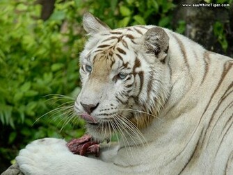 Tiger Wallpaper White