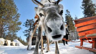 Reindeer Wallpaper