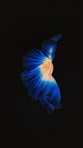 Apple Live Photo Ios9 Dark Blue iPhone Wallpaper