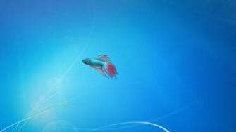 Beta Fish Hate Tom And Jerry So You Get Wallpaper