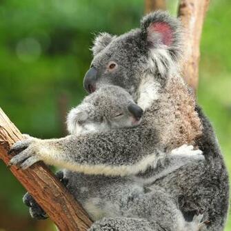 Ipod Wallpaper Background Koala Bear Holds Onto Sleeping Baby