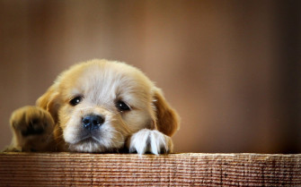 Adorable Puppy HD Wallpaper