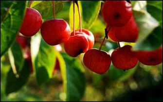 Apple Tree Wallpaper Zoni