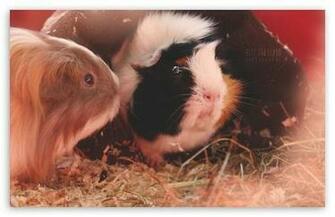 Cute Guinea Pigs HD Wallpaper For Standard Fullscreen Uxga Xga